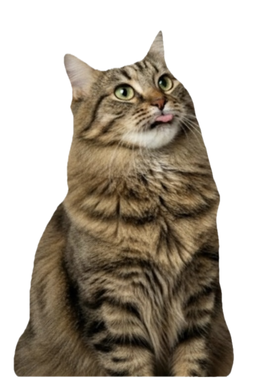 Luna the Cat
