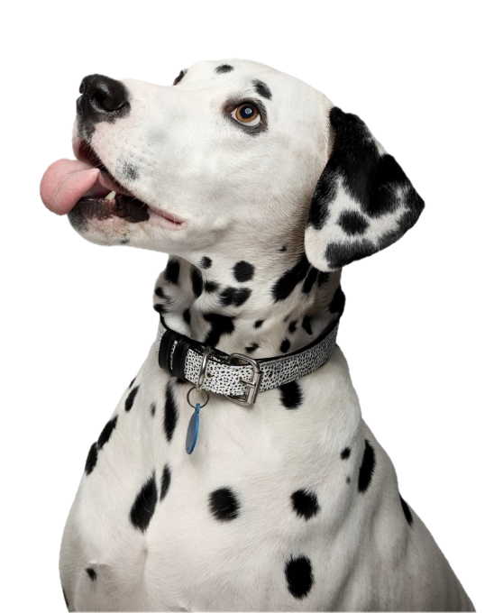 Max the Dog
